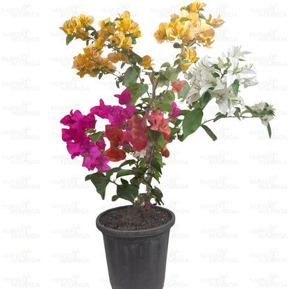 Grafted Bougainvillea Plant ( Multicolour flowers)