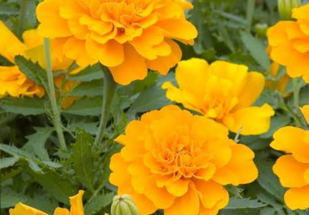 Tagetes Patula Safari gold benary winter Flower seeds