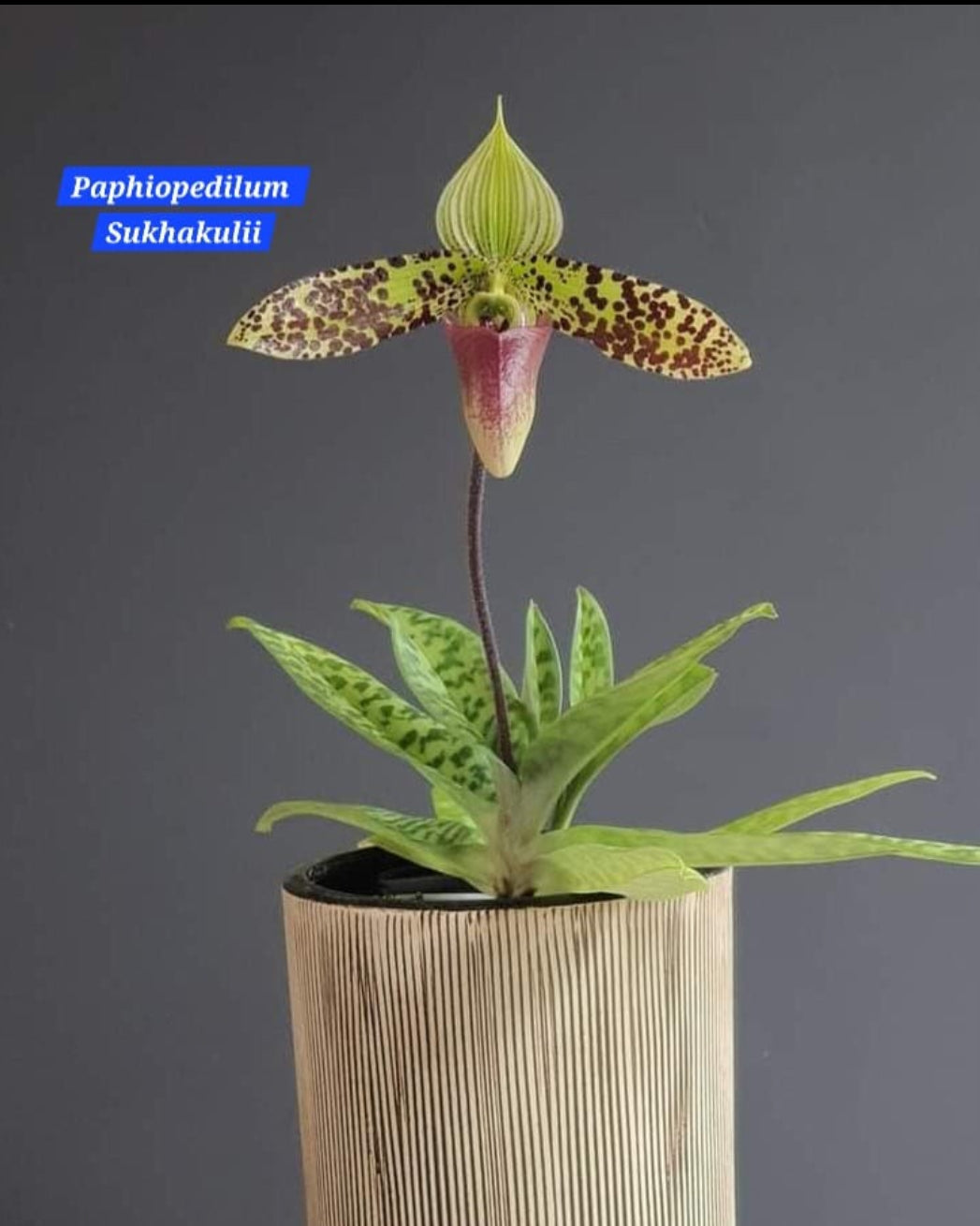 Paphiopedilum Sukhakulii