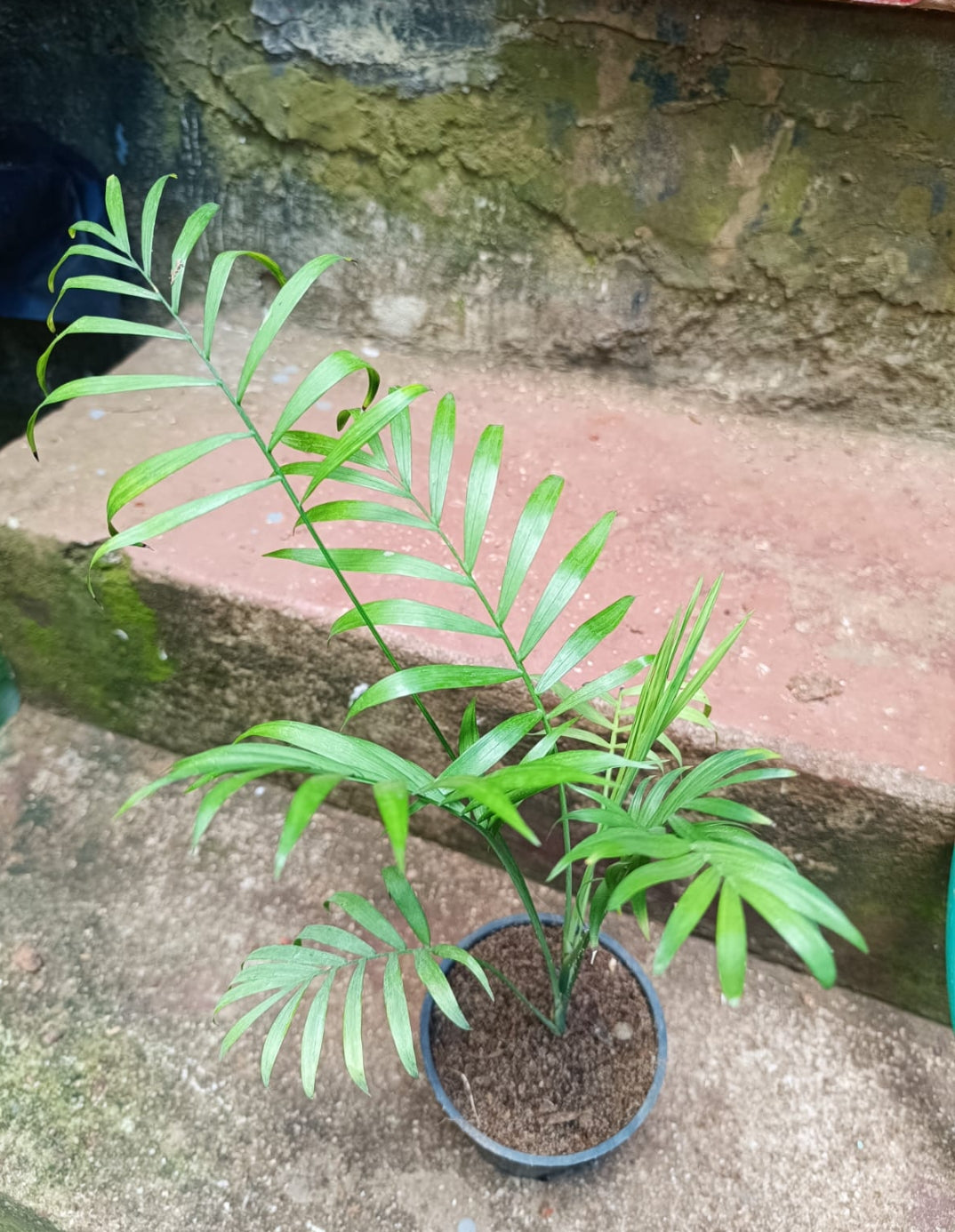 Table Top Palm