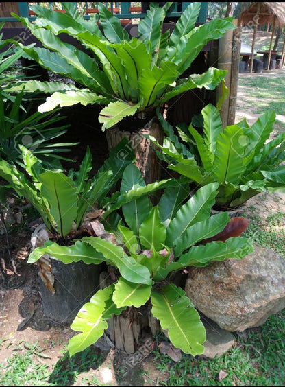 Bird nest fern Plant (Partially Shaded Outdoor Plant)