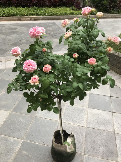 Buy Stand Rose Plant Online in India | Standard Tree Rose | Outdoor Flowering Rose Plant | Ashiyana Store