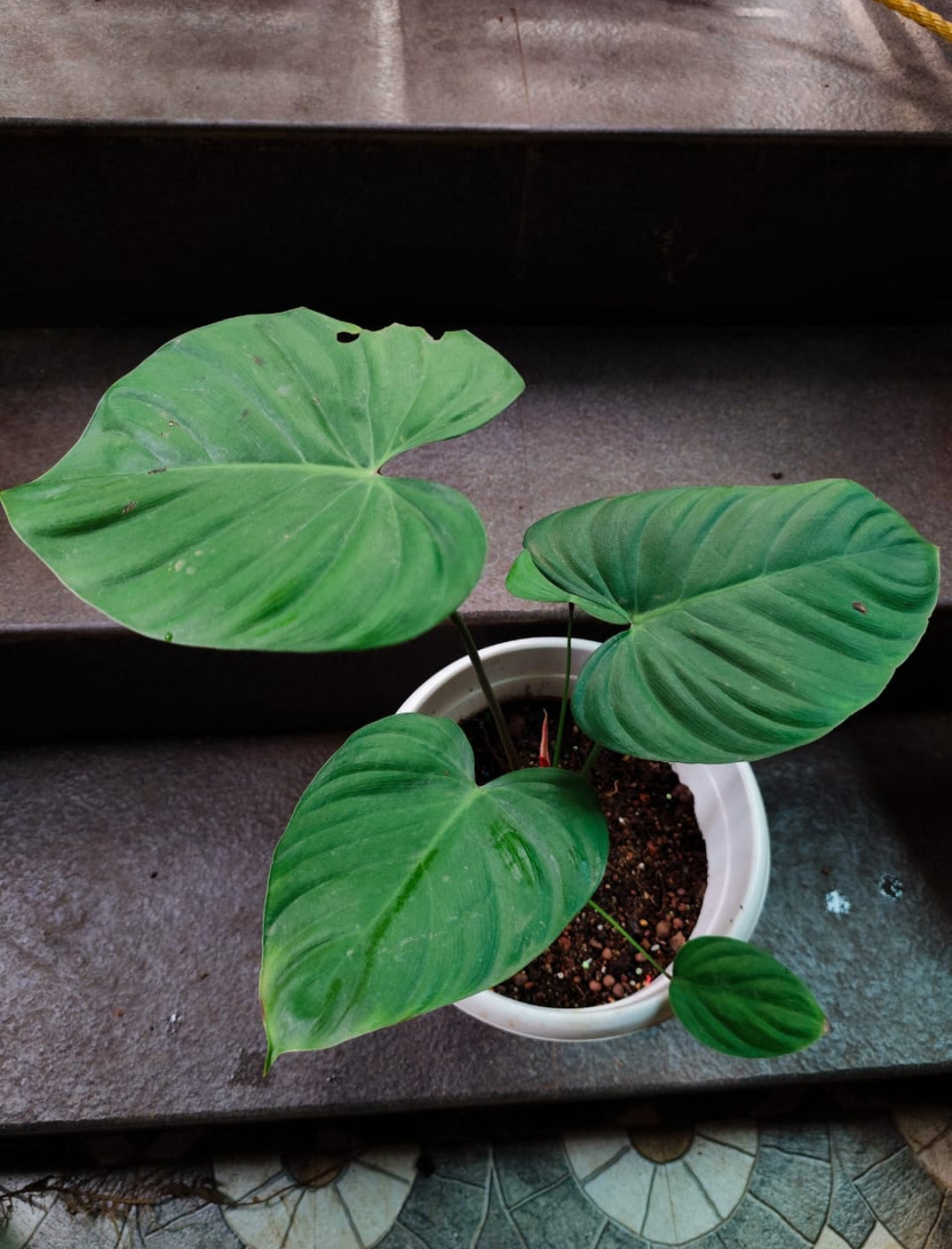 Philodendron Lynami Plant