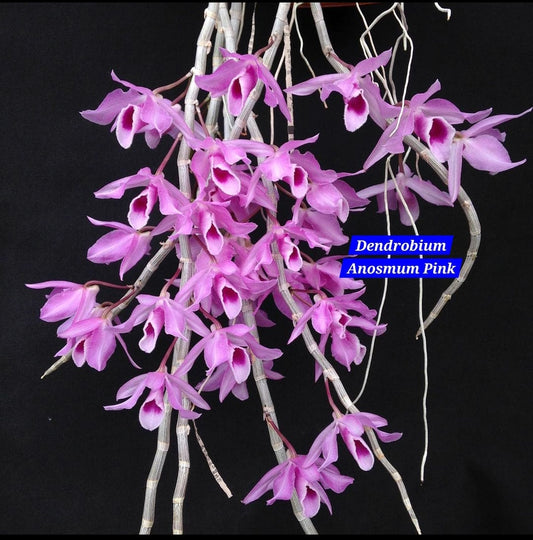 Dendrobium Anosmum Pink