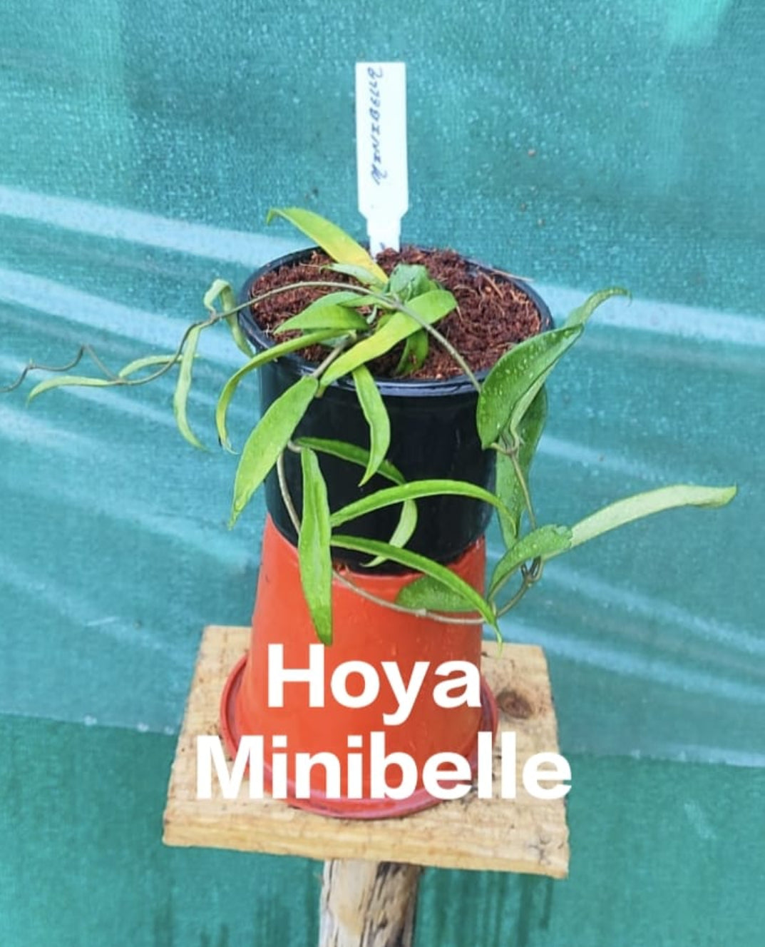 Hoya minibelle