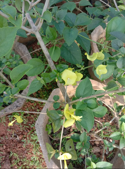 Yellow Chinese manhat plant