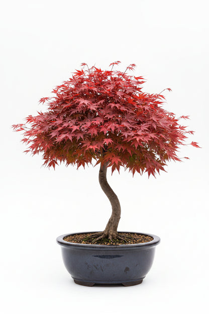 Bloodgood Japanese Maple Plant