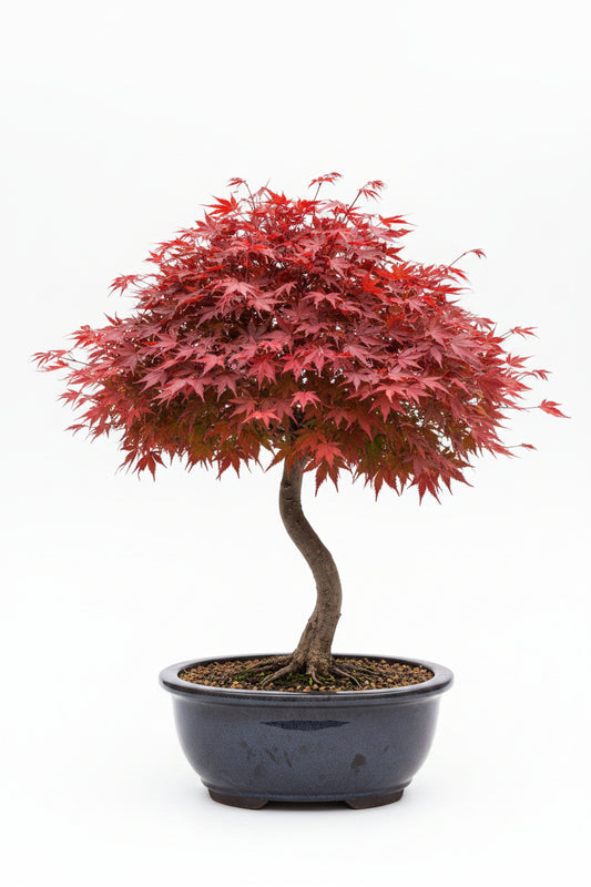 Bloodgood Japanese Maple Plant