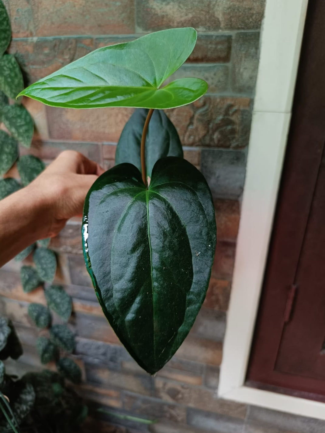 Anthurium Gigi Dreams Plant