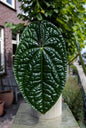 Anthurium Luxurians Dark Form