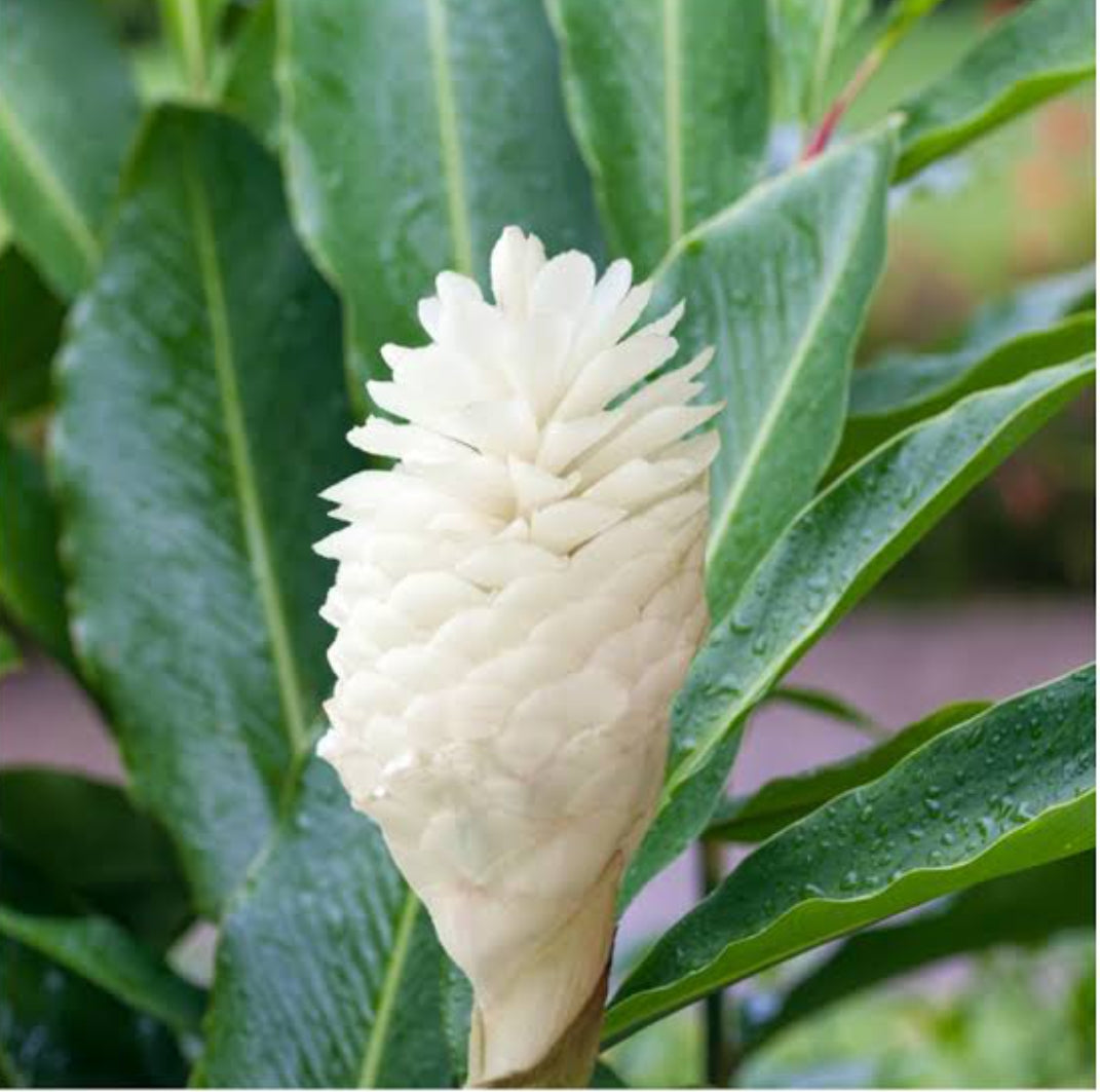 Alpine Ginger white