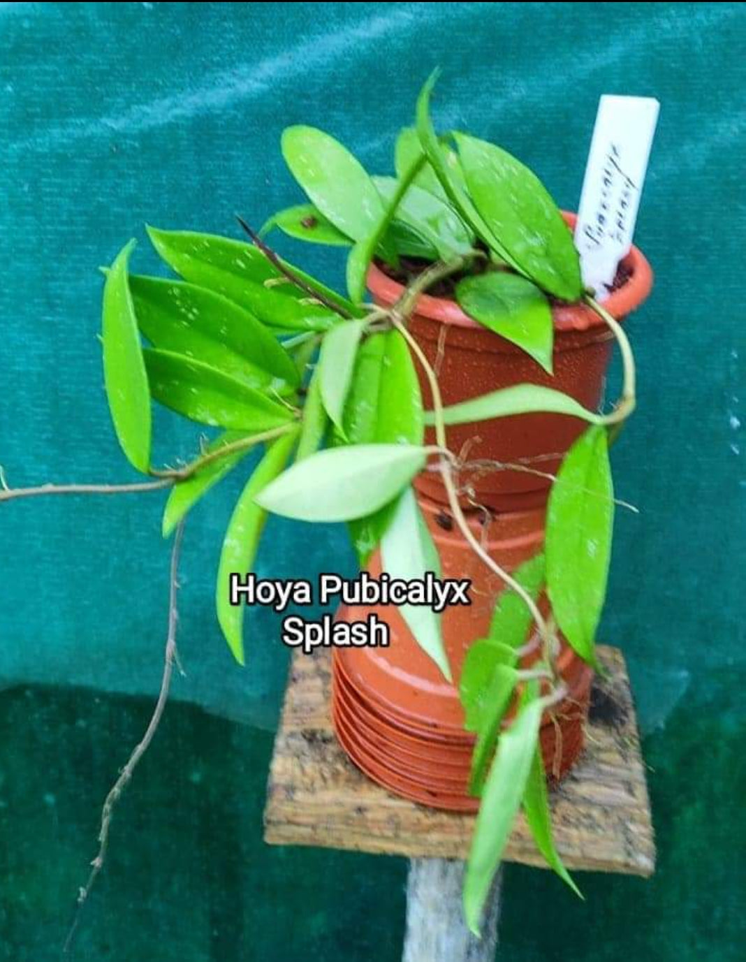 Hoya Pubicalyx Splash