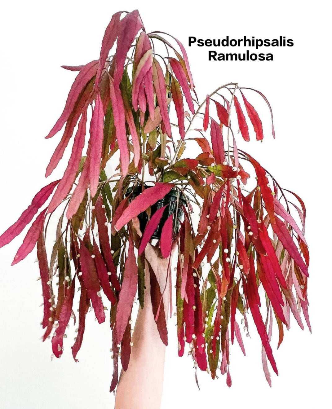 Pseudorhipsalis Ramulosa