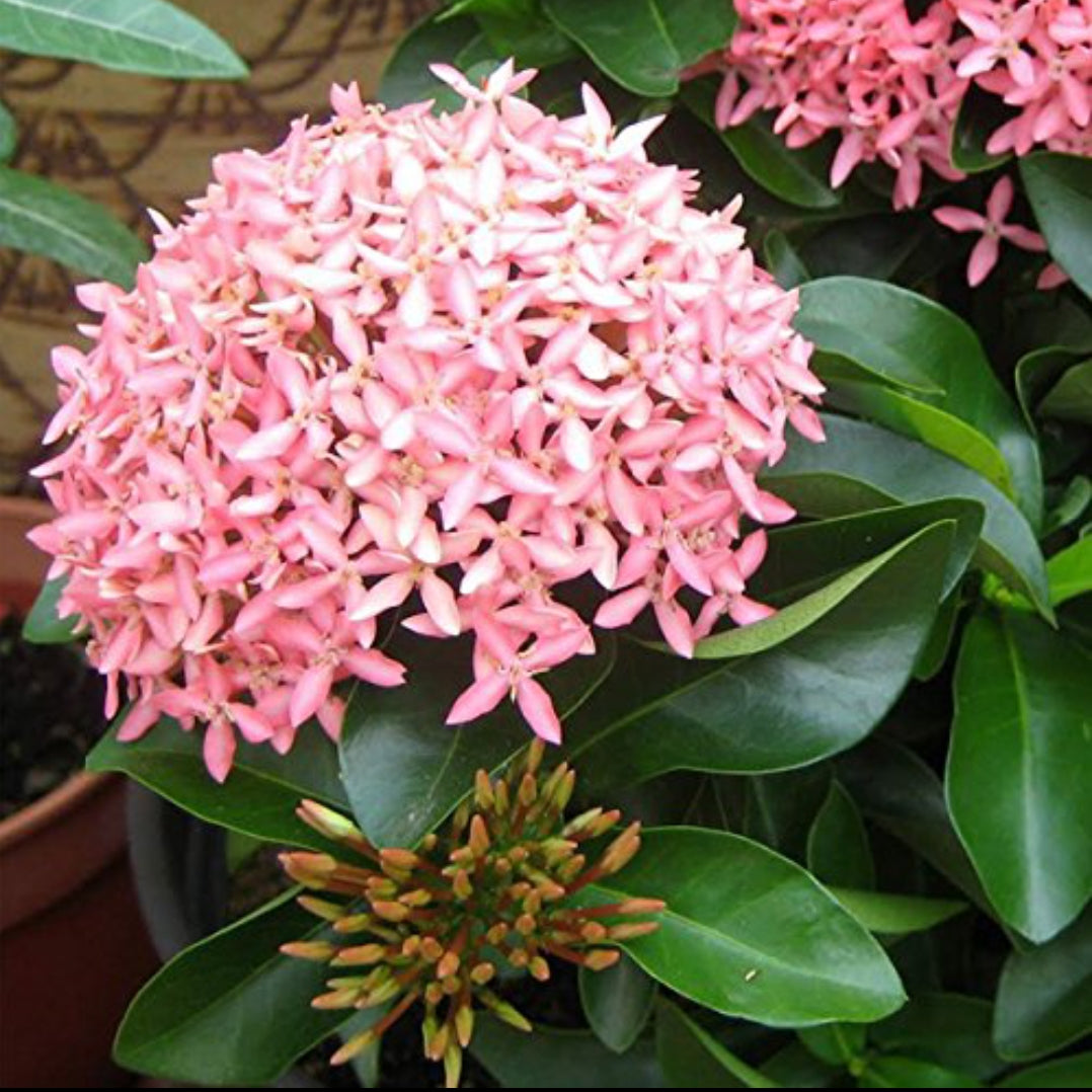 Ixora plant (Shrub Plant)