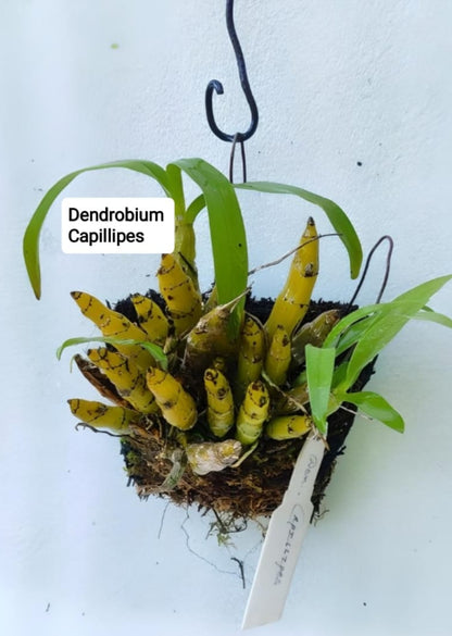 Dendrobium Capillipes