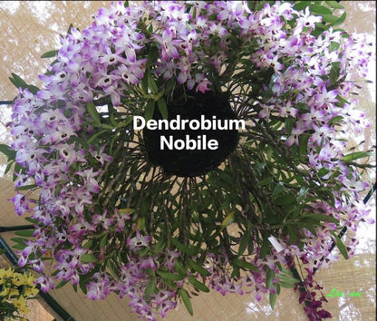 Dendrobium Nobile