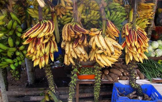 Changalikodan Nendran banana fruit plant|traditional banana varieties