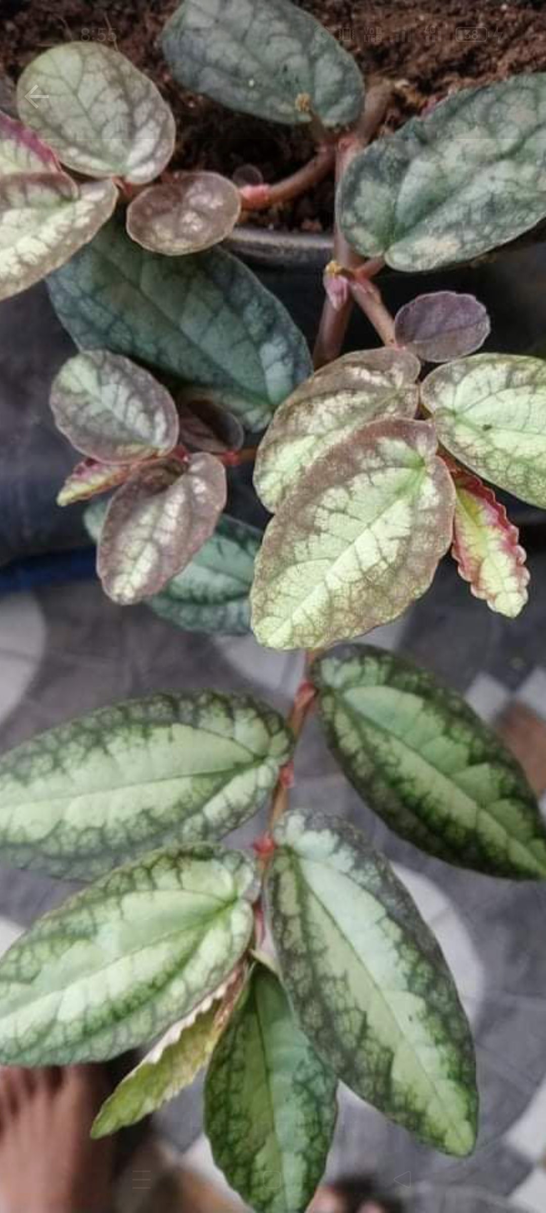 Watermelon Begonia (Hanging Plant)