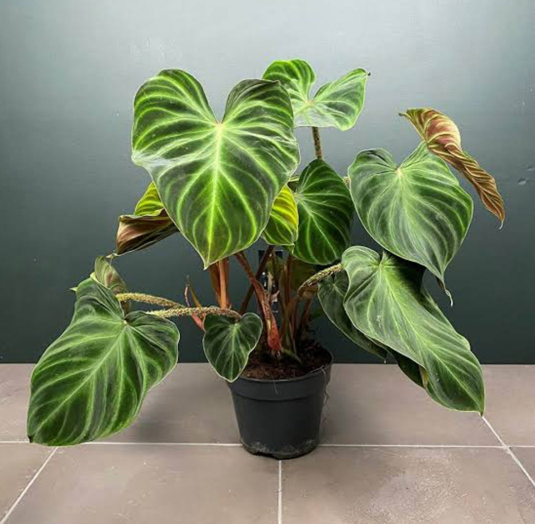 Philodendron Verrucosum Plant (Semishade)