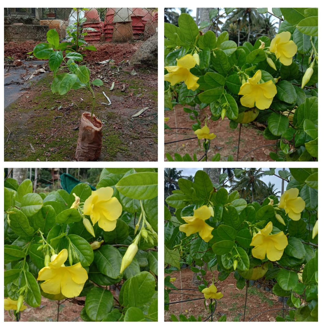 Mandeville yellow Plant