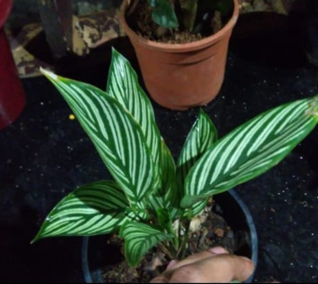 Calathea 13