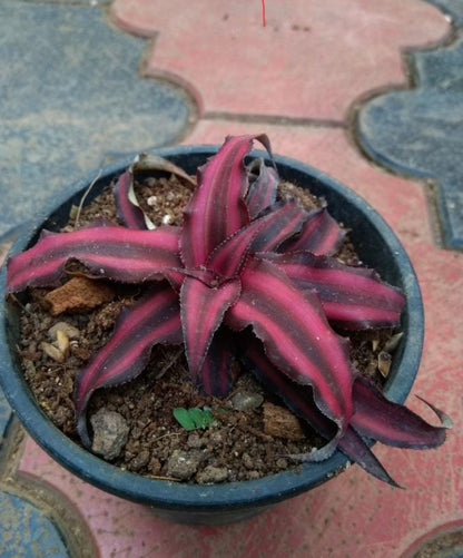 Cryptanthus Red Star (Semishade)