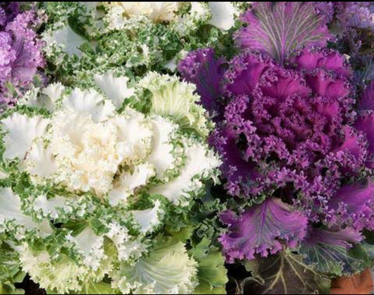 Kale fringed leaves winter Flower seeds