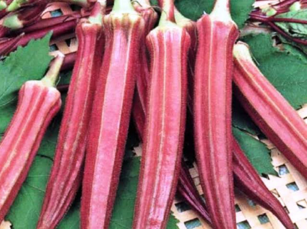 Red bhindi okra vegitable seeds