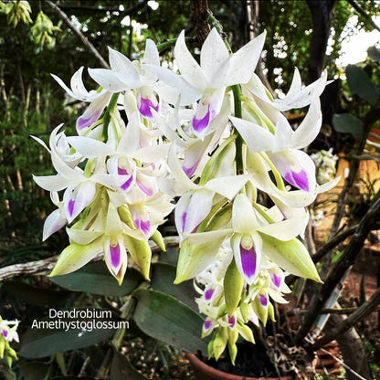 Dendrobium Amethystoglossum