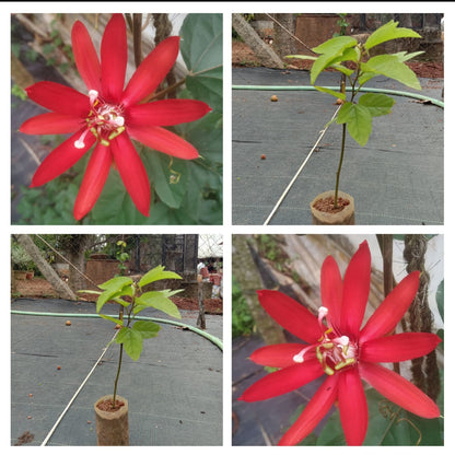 Passiflora Red vine