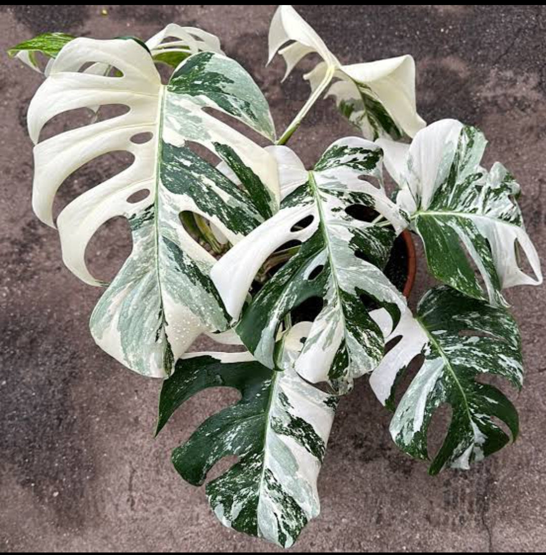 Monstera albo