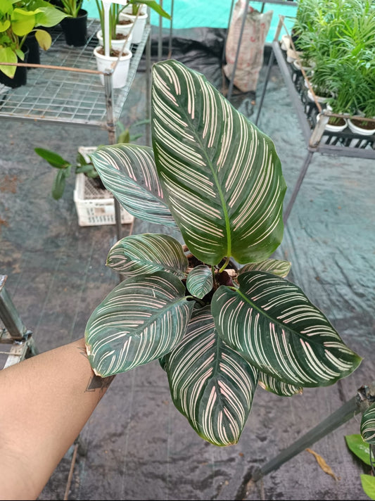 Calathea Ornata plant