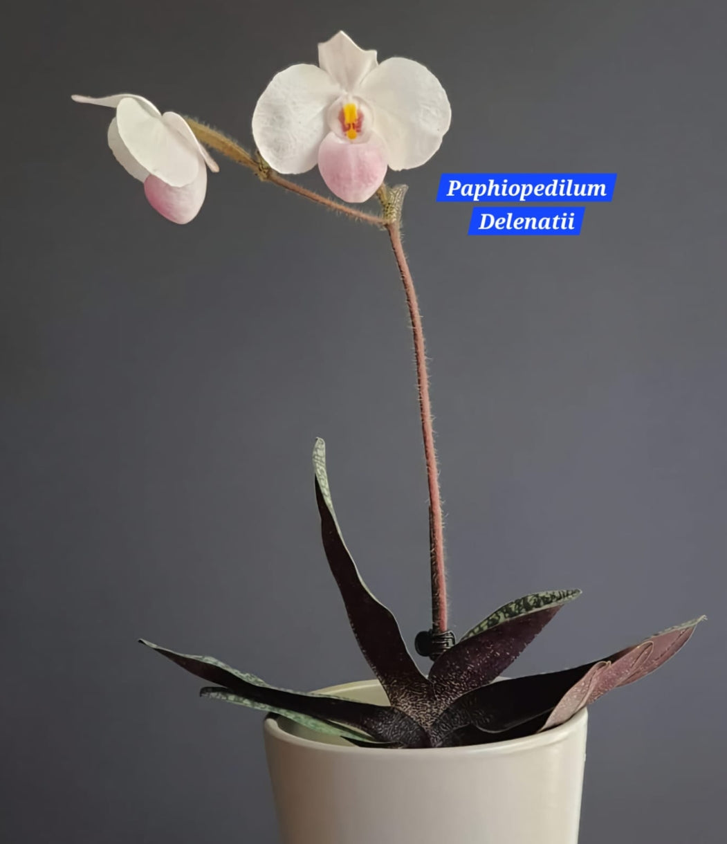 Paphiopedilum Delenatii