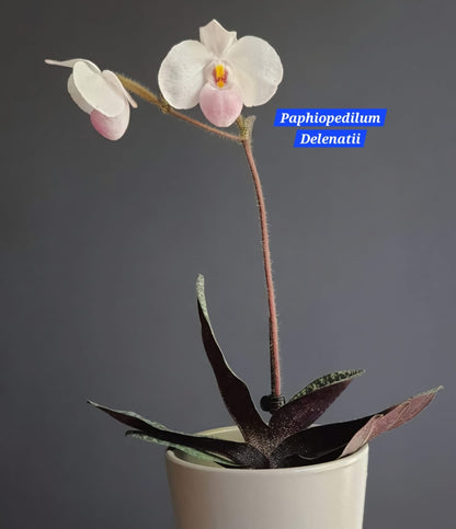 Paphiopedilum Delenatii