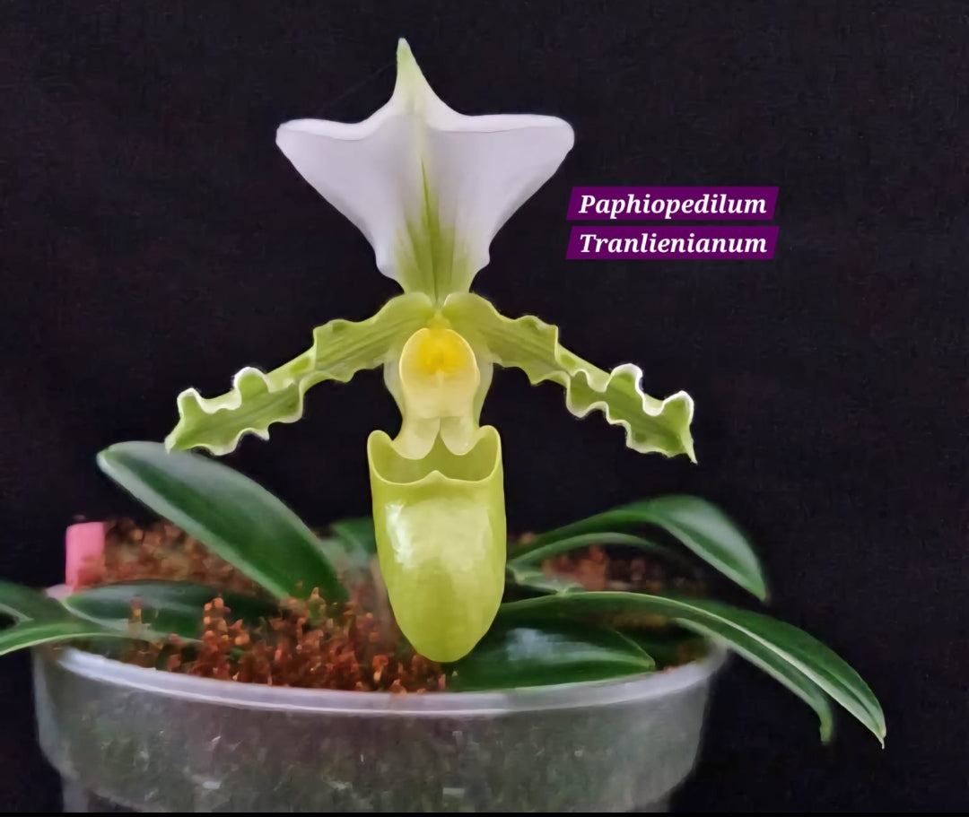 Paphiopedilum Tranlienianum