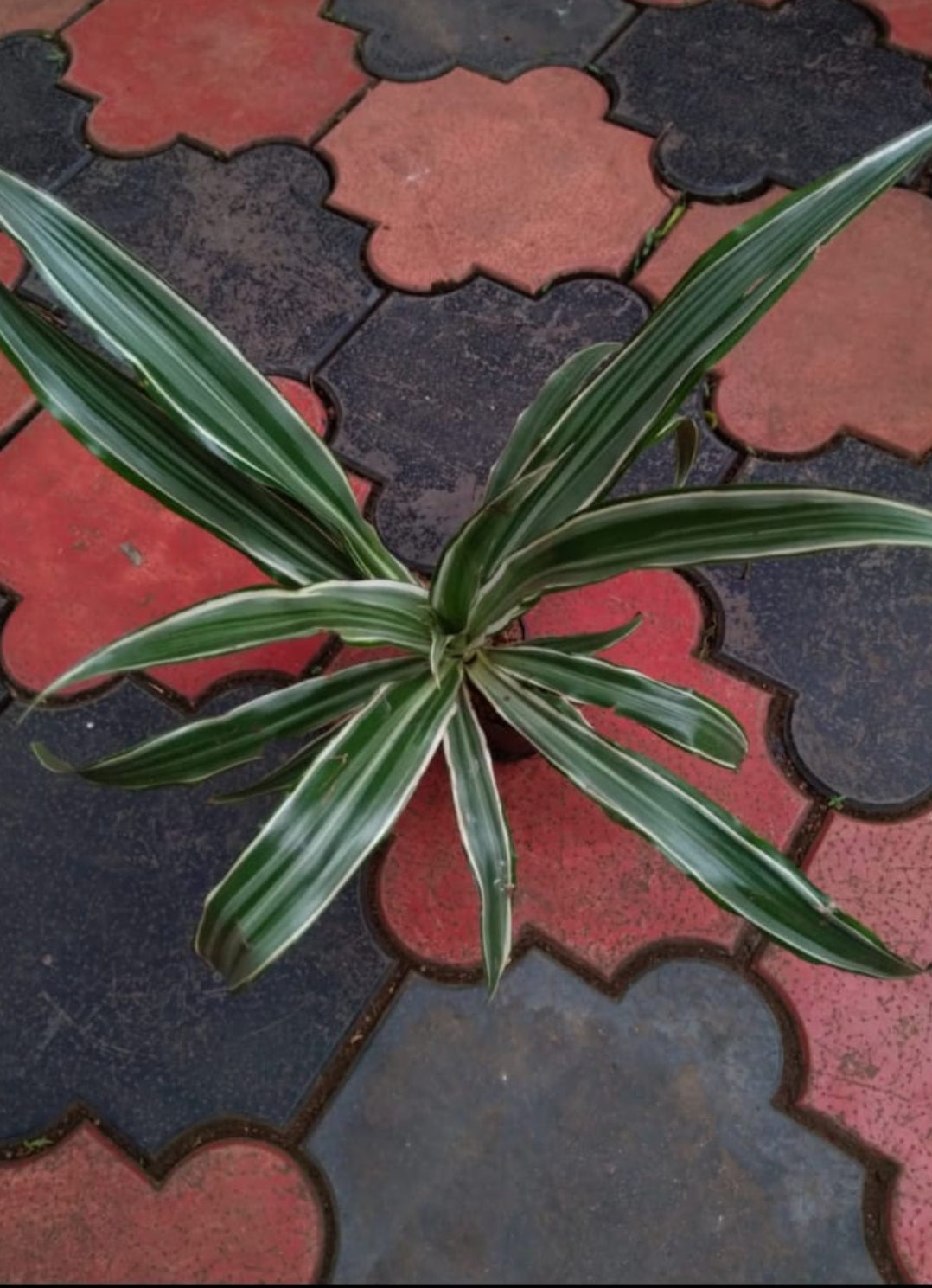 Dracaena white Bird plant (Semishade plant)