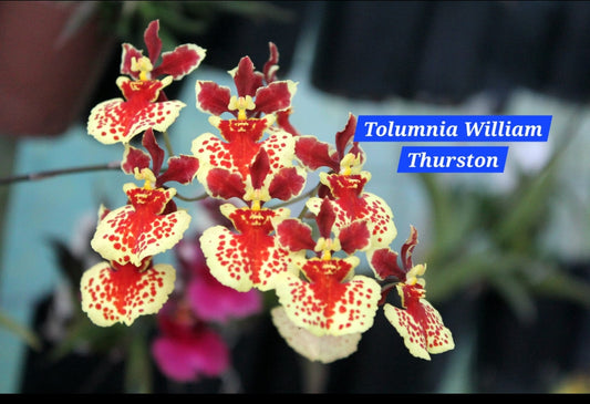 Tolumnia 4 Orchid