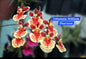 Tolumnia 4 Orchid