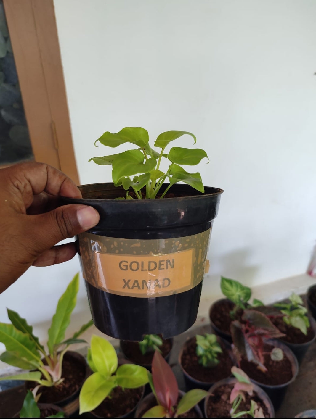 Philodendron - Golden Xanadu plant| Indoor plants