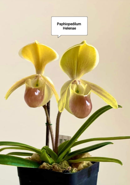 Paphiopedilum Helenae