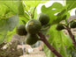 Israel fig fruit plant