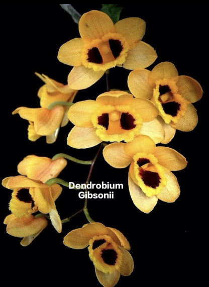 Dendrobium Gibsonii