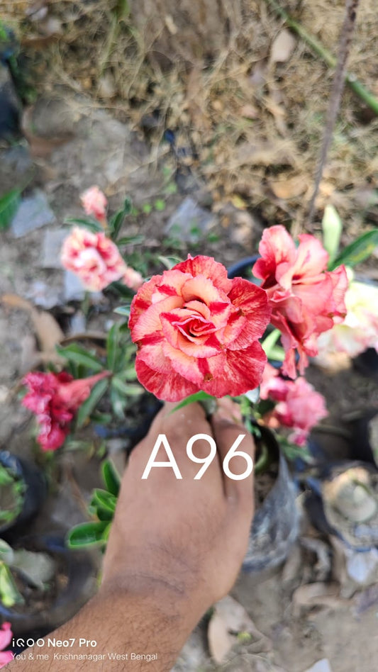 Adnium plant florist light red with yellow colour