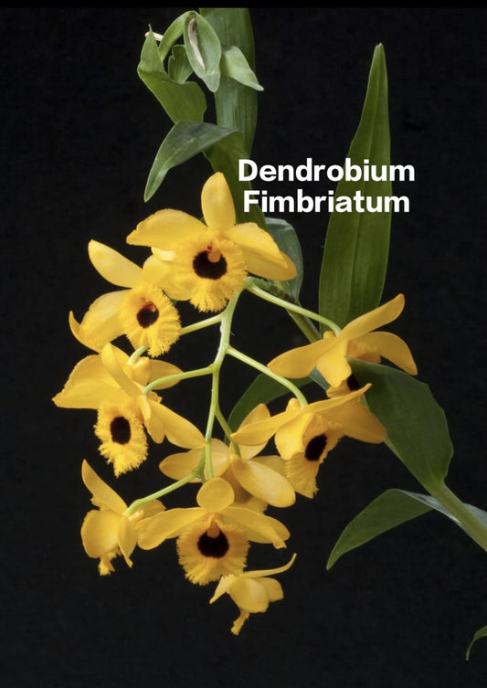 Dendrobium Fimbriatum