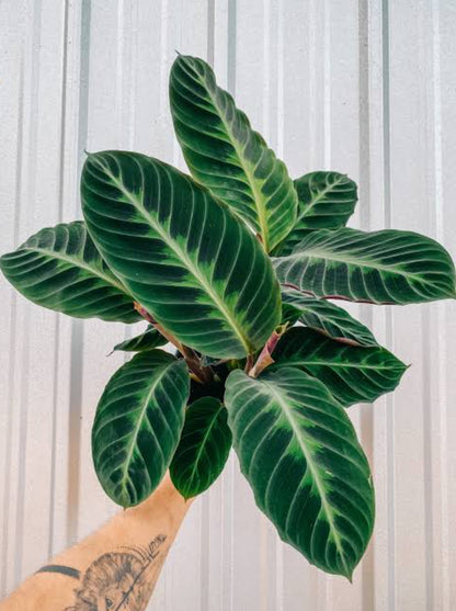 Calathea Jungle Velvet plant