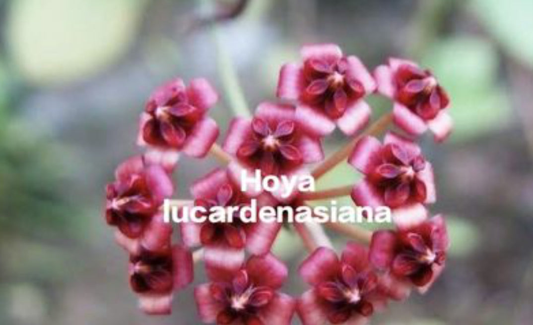 Hoya lucardenasiana