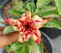 Adenium plant (desert rose)light yellow and light Pink colour flower