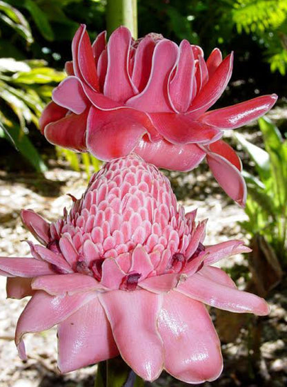 Pink torch ginger plant