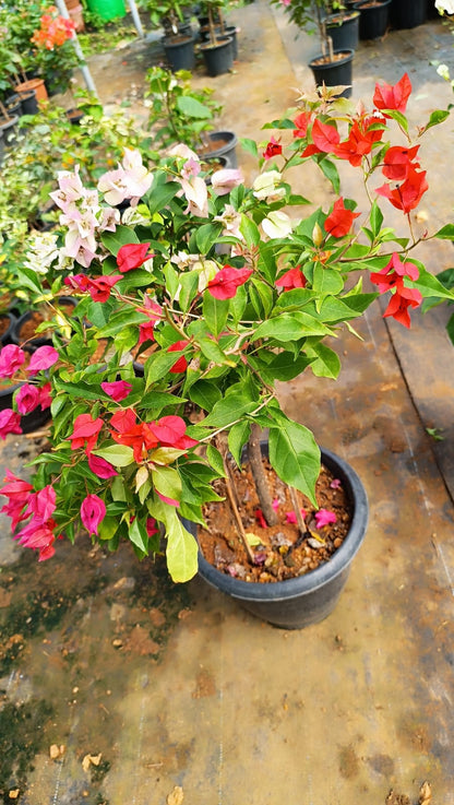 Bougainville bonsai multicolour real plant