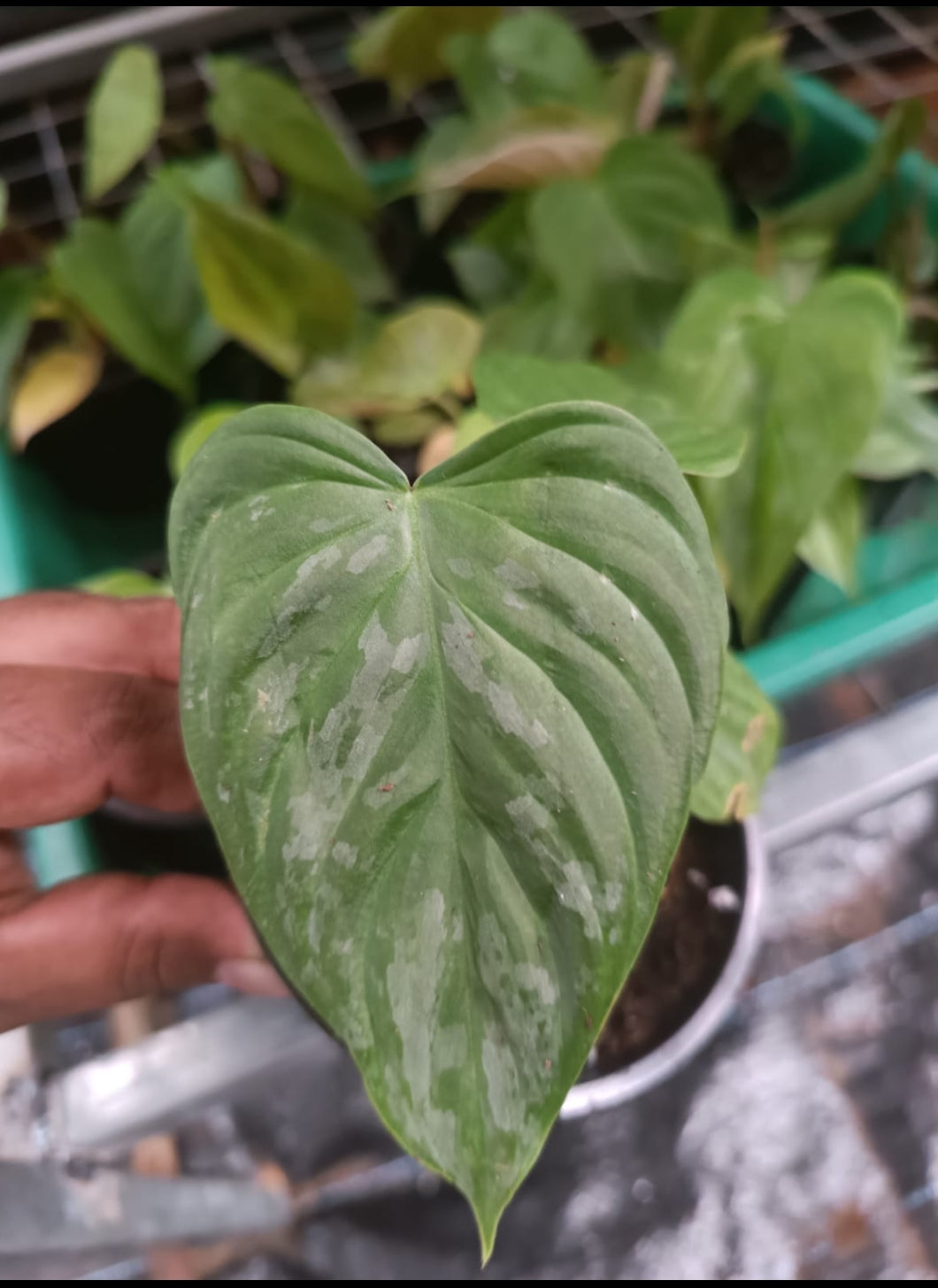 Philodendron - Majestic plant